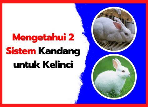 Mengetahui 2 Sistem Kandang untuk Kelinci - raincitystudios.com