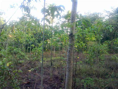MENGOLAH LAHAN KEBUN SEBAGAI INVESTASI … - raincitystudios.com