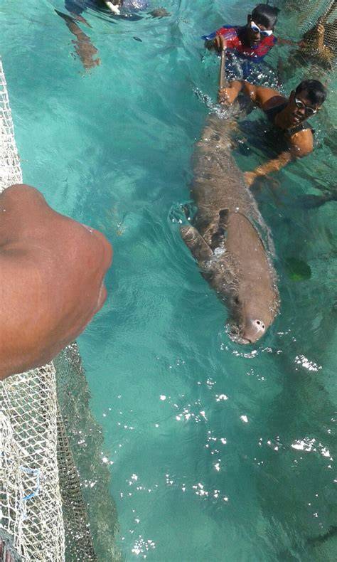 Menyelamatkan dugong di laut Indonesia - Ekuatorial - raincitystudios.com