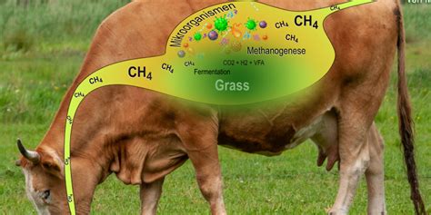 Menyoal Gas Metana dalam Sapi - wintechmobiles.com