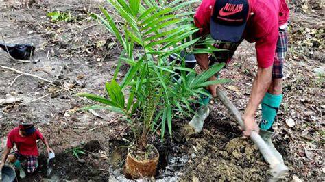 Merawat Kelapa Sawit Pasca Tanam - raincitystudios.com