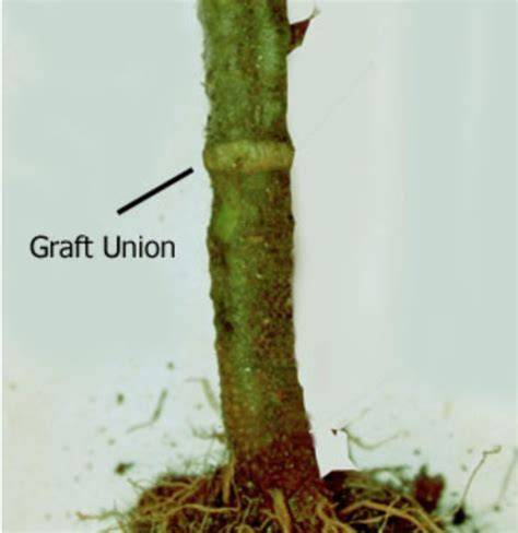 Merging genotypes: graft union formation and scion–rootstock ... - raincitystudios.com