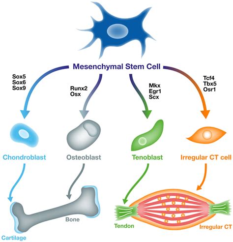 Mesenchymal stem cells in connective tissue engineering and ... - wintechmobiles.com