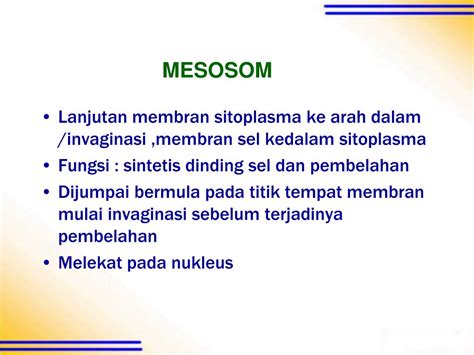Mesosom - Wikipedia bahasa Indonesia, ensiklopedia … - muktibox.com