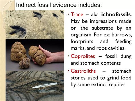 Mesozoic Era—Dinosaur ichnofossils, Coprolites (Fossil Dung, Feces ... - wintechmobiles.com