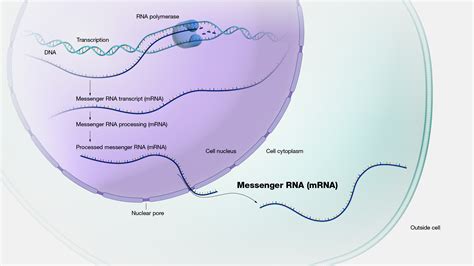 Messenger RNA (mRNA) | Description & Function - muktibox.com