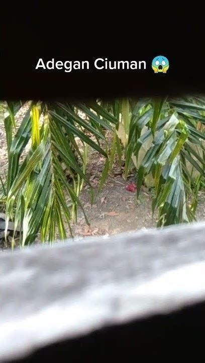 MESUM DI KEBUN premium no root & resep nastar istimewa hero unlock semua pilihan juri kejurnas game tiktok viral 2025 pelayan image 1