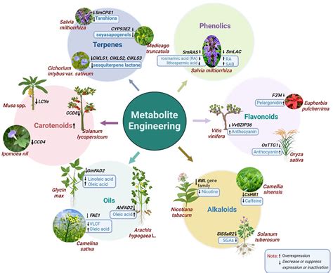Metabolic Engineering of Microorganisms for Production of ... - Prezi - wintechmobiles.com