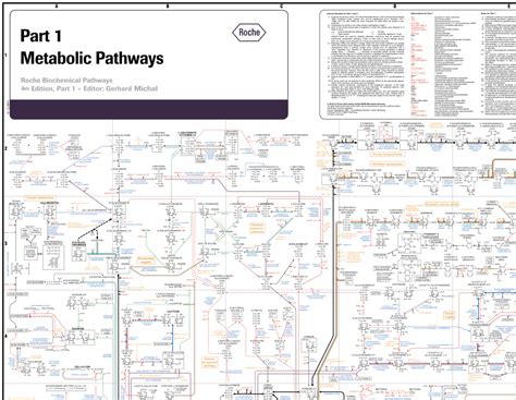 Metabolic pathway - muktibox.com