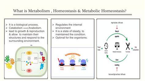 Metabolism, homeostasis and growth - Oxford Academic - raincitystudios.com