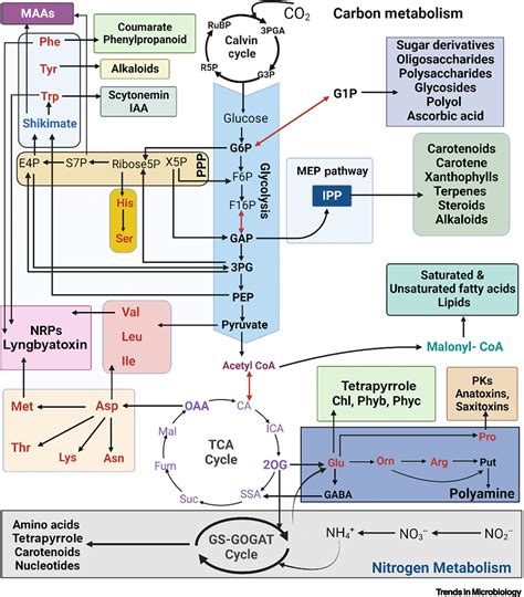 Metabolism | Definition, Process, Reactions, Cells, & Facts | Britannica - muktibox.com