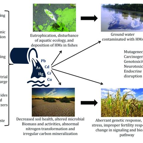 Metal contamination and bioremediation of agricultural soils for food ... - wintechmobiles.com