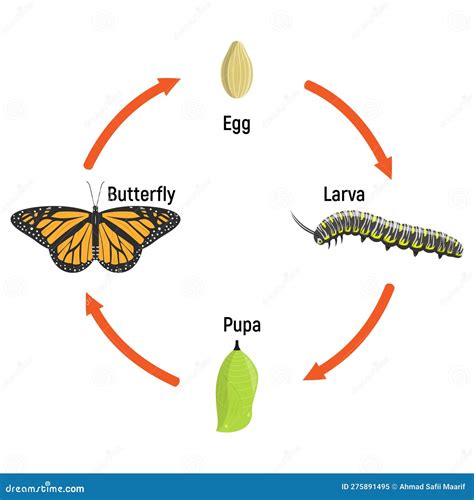 Metamorphosis Cycle Of Butterfly - muktibox.com