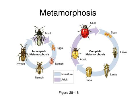 Metamorphosis in Arthropods | AMNH - muktibox.com