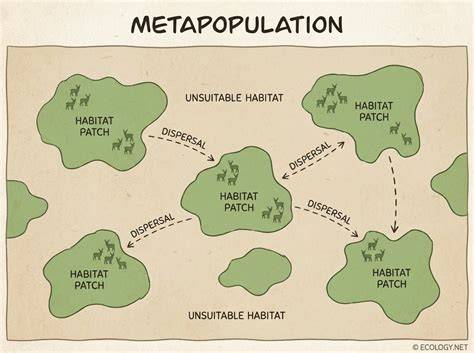 Metapopulation Theory, Conservation, and Fisheries Management - raincitystudios.com