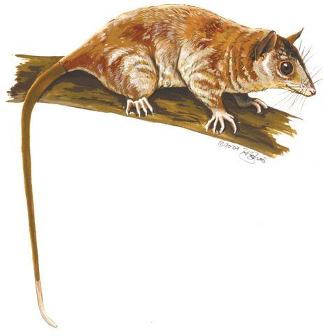 Metatheria (marsupial mammals) | INFORMATION - muktibox.com