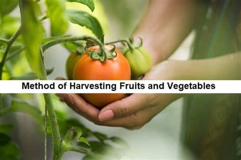 METHOD FOR DETERMINING FRUIT HARVESTING …