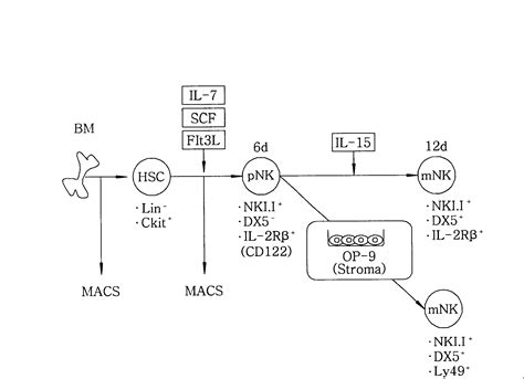 METHODS AND COMPOSITIONS FOR NATURAL KILLER CELLS