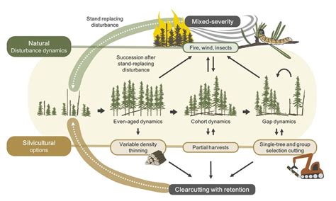 Methods and procedures for defining best silvicultural practices and ... - raincitystudios.com