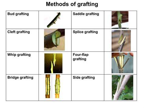 Methods of grafting in horticultural crops - raincitystudios.com