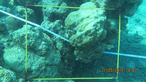 Metode Underwater Photo Transect (UPT) - MDC Ilmu Kelautan Undip - raincitystudios.com