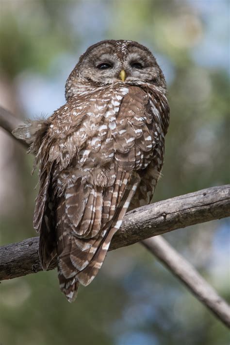 MEXICAN SPOTTED OWL (STRIX OCCIDENTALIS LUCIDA