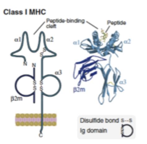 MHC Molecules Flashcards Quizlet