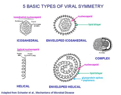 Micro 18-Virology classification and structure - Quizlet - muktibox.com