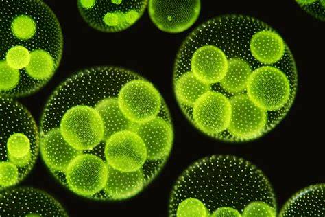 Microalgae, the new green gold: food, cosmetics, lubricants, and more ... - raincitystudios.com