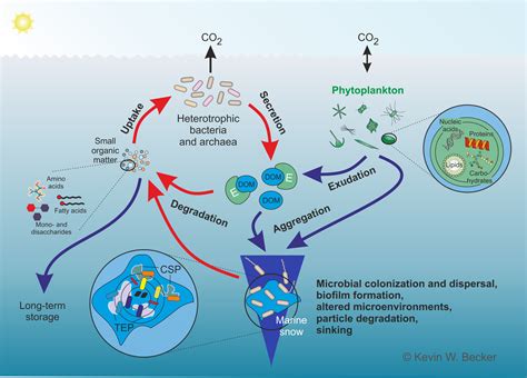 Microbes, Molecules, and Marine Ecosystems | Science - raincitystudios.com
