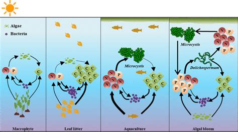 Microbial And Photochemical Cycling Of Dissolved Organic Matter In ... - wintechmobiles.com