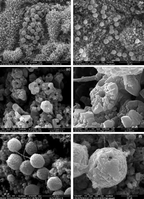 Microbial Communities and Associated Mineral Fabrics in Altamira Cave ... - wintechmobiles.com