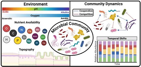 Microbial community dynamics revisited - Nature - raincitystudios.com