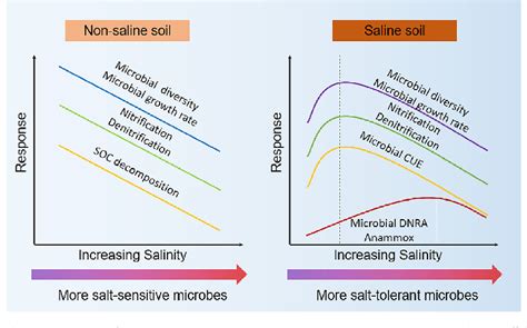Microbial diversity and functions in saline soils: A review from a ... - raincitystudios.com