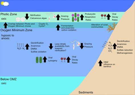 Microbial ecology of expanding oxygen minimum zones … - raincitystudios.com
