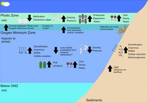 Microbial Ecology of Oxygen Minimum Zones Amidst … - raincitystudios.com