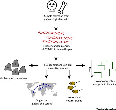 Microbial Genomics of Ancient Plagues and Outbreaks - wintechmobiles.com