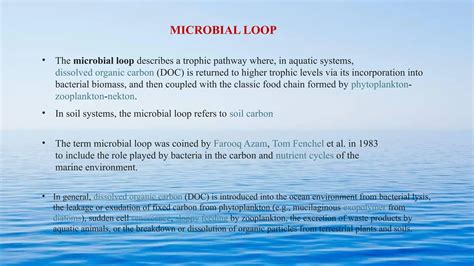 Microbial loop - muktibox.com