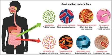 Microbiota in health and diseases - muktibox.com