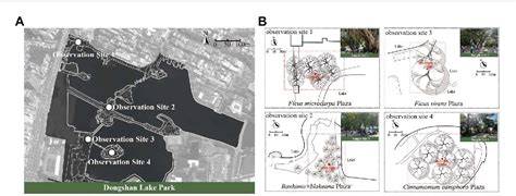Microclimate effects and influential mechanisms of four urban tree ... - raincitystudios.com