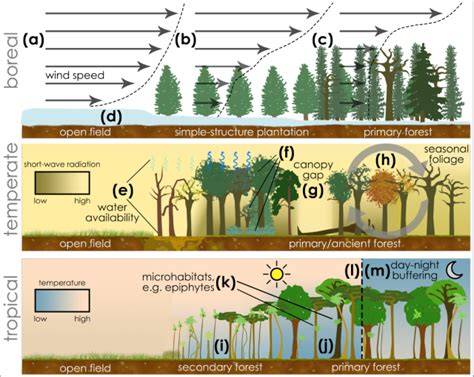 Microclimate in Forest Ecosystem - gsp.humboldt.edu - raincitystudios.com