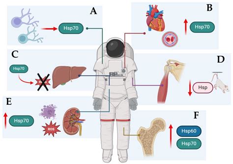 Microgravity Environment - an overview | ScienceDirect Topics - muktibox.com