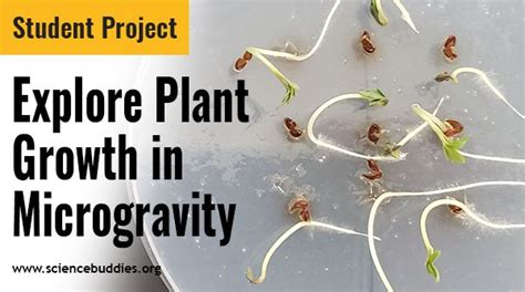 Microgravity research in plants | EMBO Reports - Springer - muktibox.com
