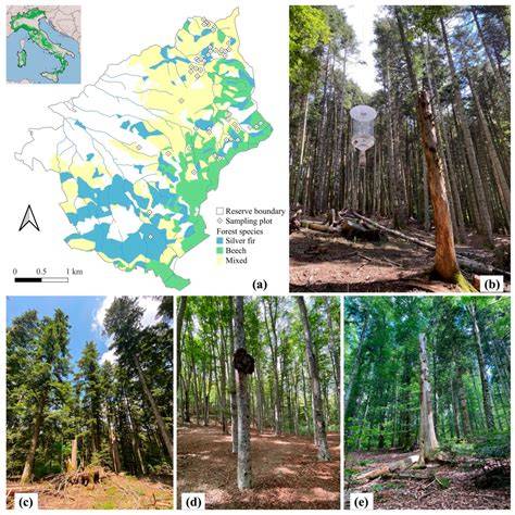 Microhabitats in lowland beech forests as monitoring tool for nature ... - raincitystudios.com