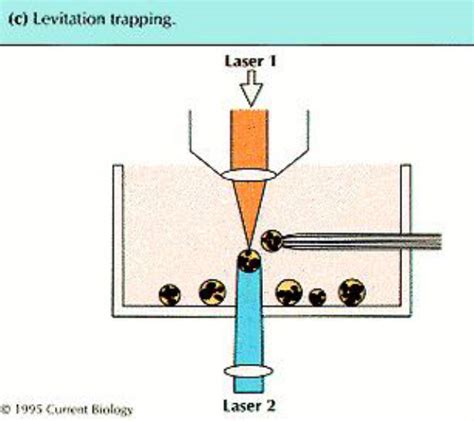 Micromanipulation: Whole-cell manipulation by optical trapping - wintechmobiles.com