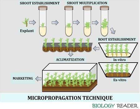 Micropropagation Technique - Biology Reader - muktibox.com