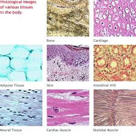 Microscope Slides of Cells and Tissues | Histology Guide - muktibox.com