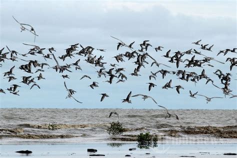 Migrasi Burung - Wiki Berbudi - muktibox.com