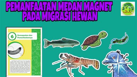 Migrasi Hewan dan Medan Magnet - wintechmobiles.com