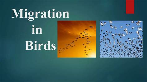 Migration in Birds | PPTX - SlideShare - muktibox.com